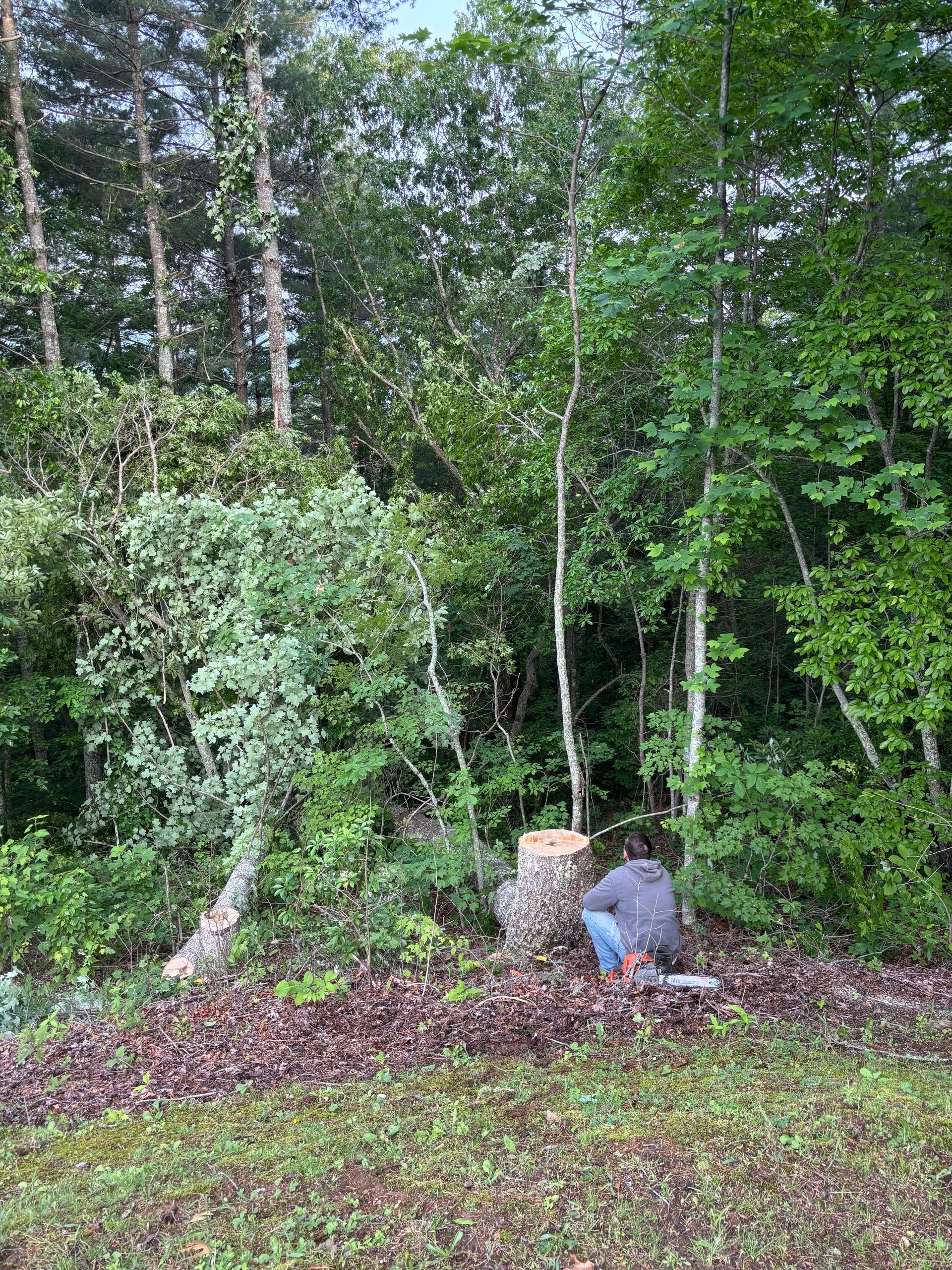 Person in blue jacket crouches by a cut tree stump in a leafy forest clearing.