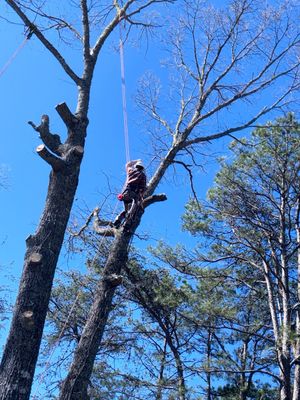 Two people climbing tall trees under a bright blue sky in a wooded area