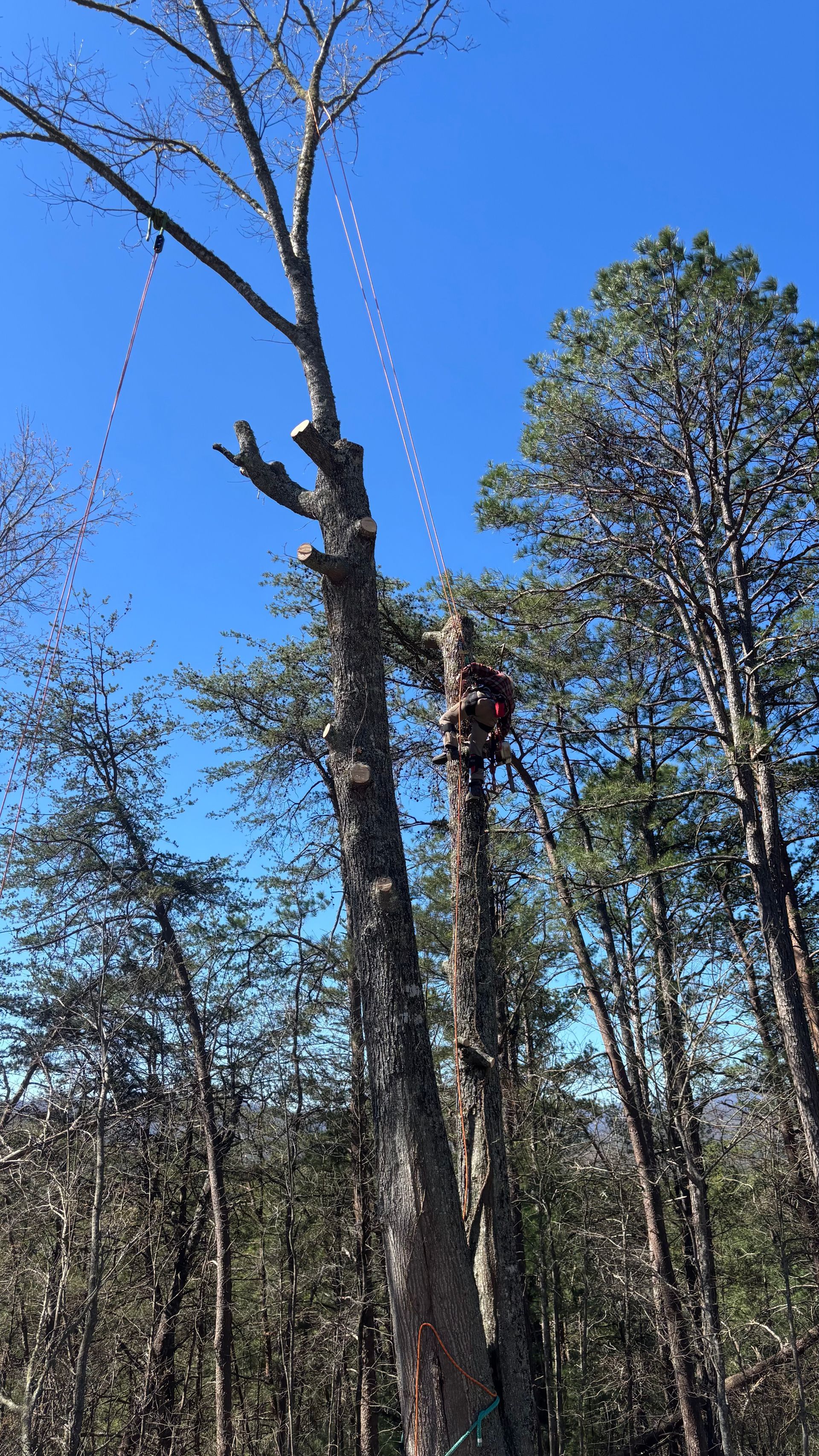 Tall dead tree trunks in a forest under a bright blue sky