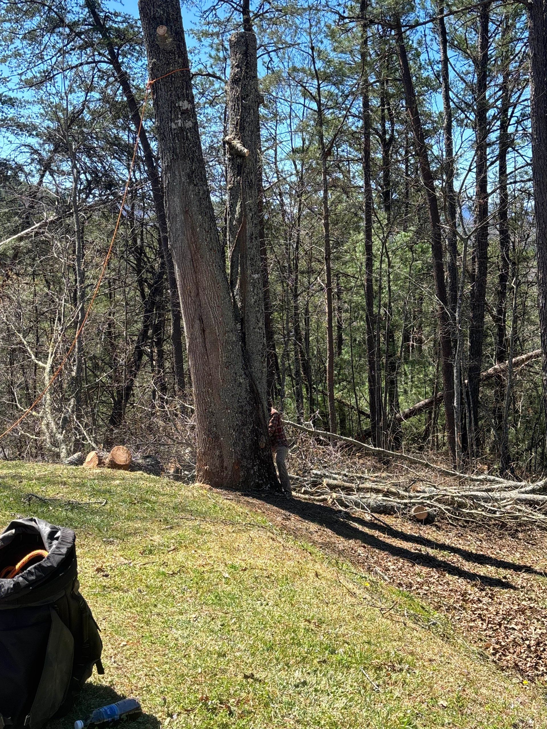 Wooded trail with tall trees, sunlight, and a grassy slope; a backpack peeks in at lower left.