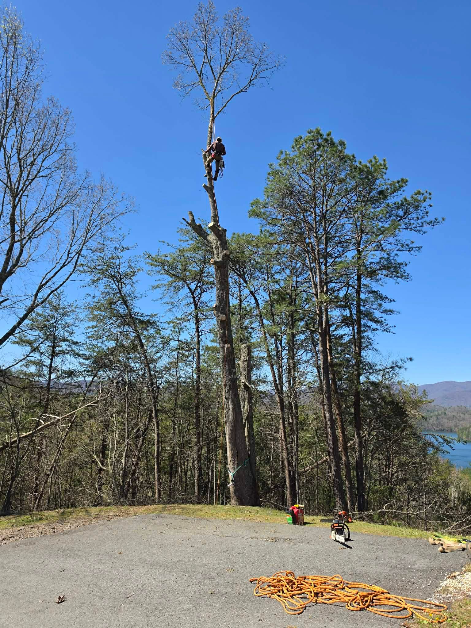 Tall tree being cut down in a wooded clearing, with logs and two workers near the base.