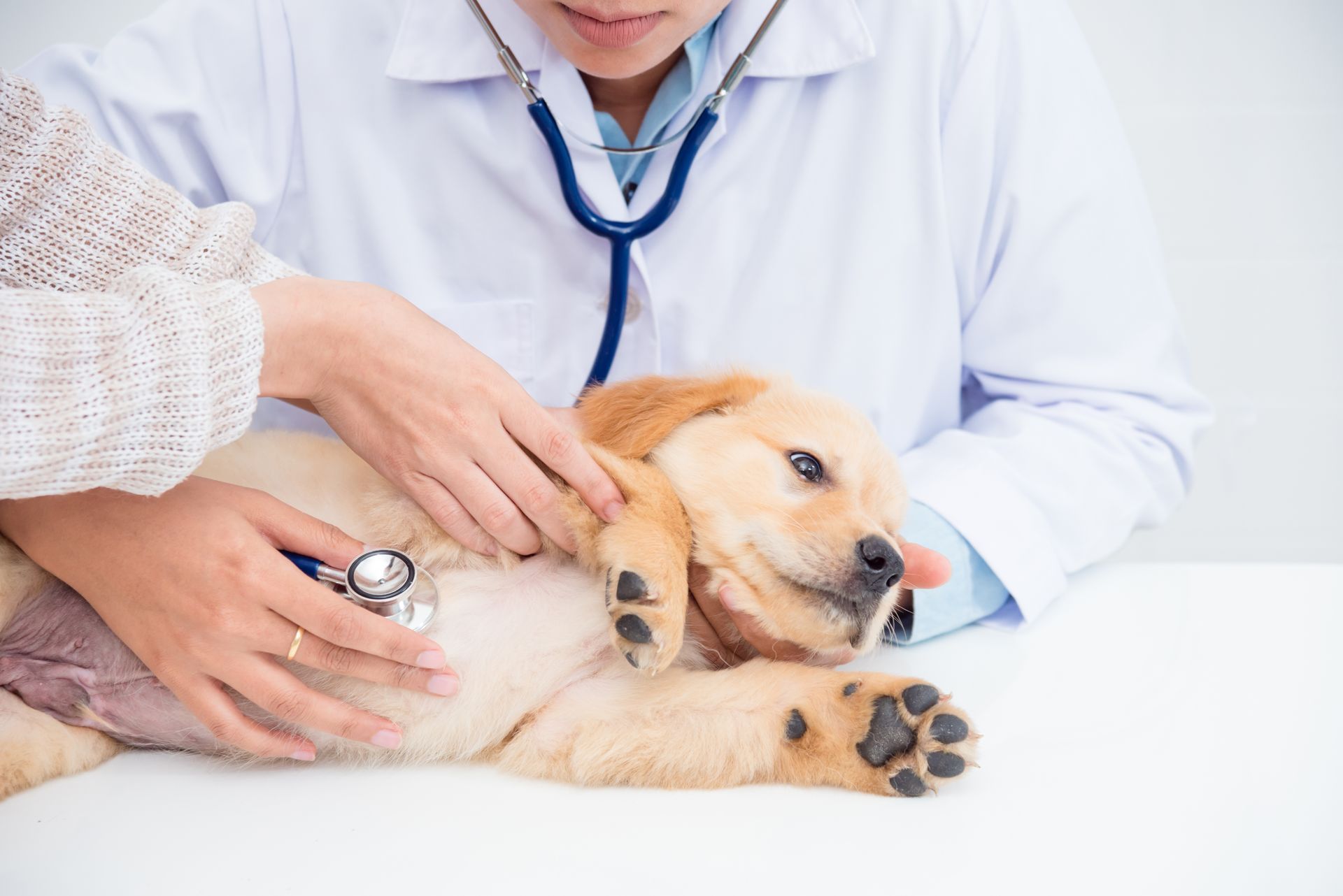 Veterinarian using a stethoscope to examine a puppy on exam table.