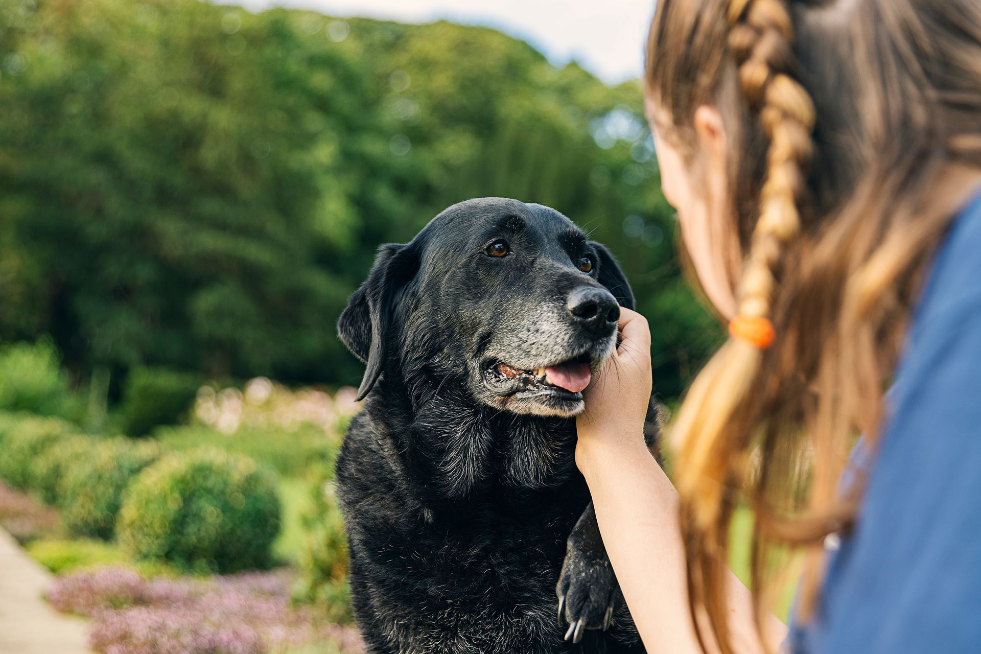 Girl with her senior black labrador.