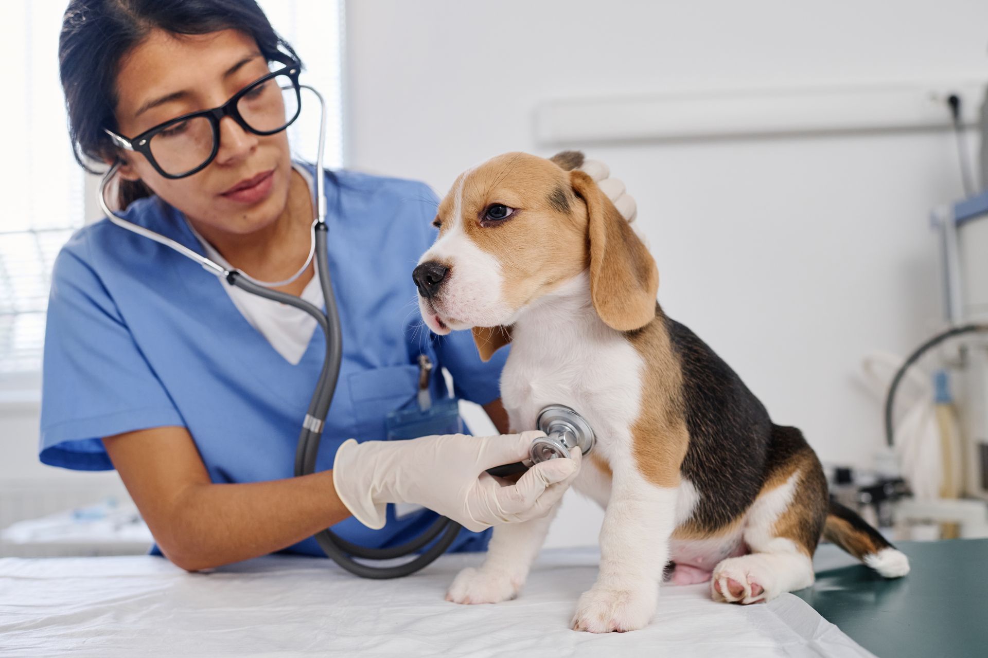 Veterinarian examining puppy with stethoscope at animal hospital during routine checkup. Veterinarian examining puppy with stethoscope at animal hospital during routine checkup.