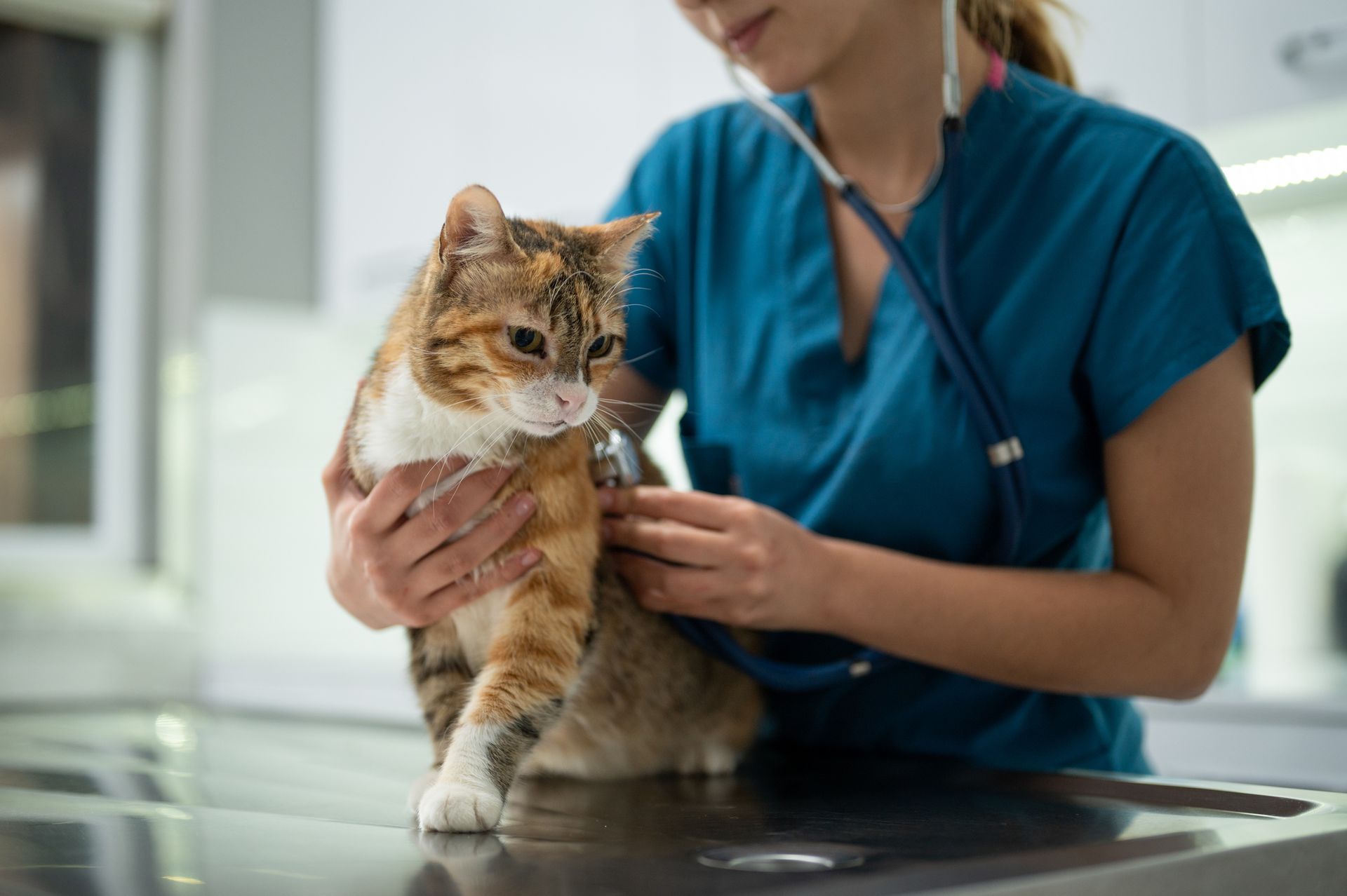 Close-up of a female vet examining a kitten with a stethoscope in an animal hospital.
