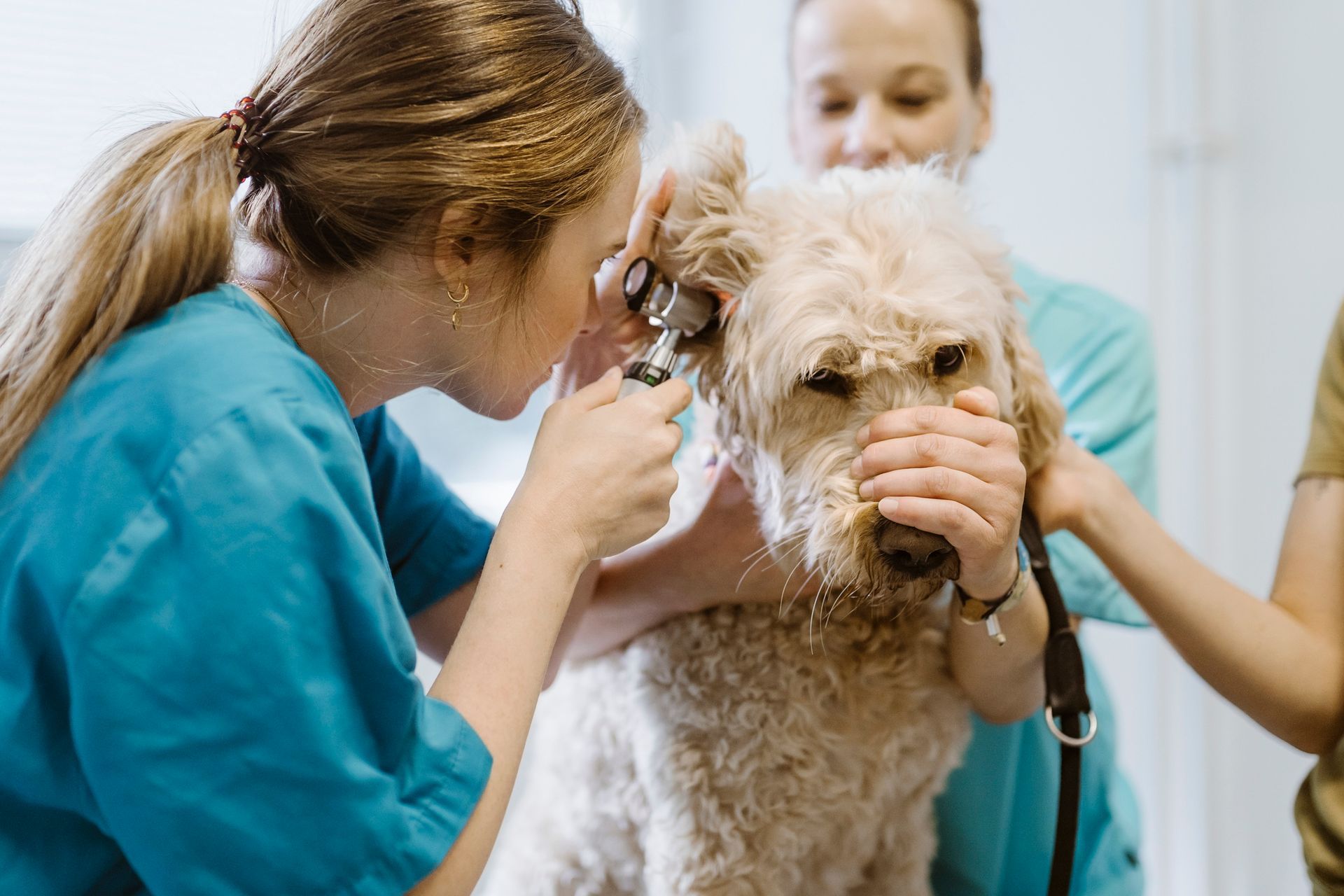 The vet inspects the dog’s ear as the assistant gently holds the pet.