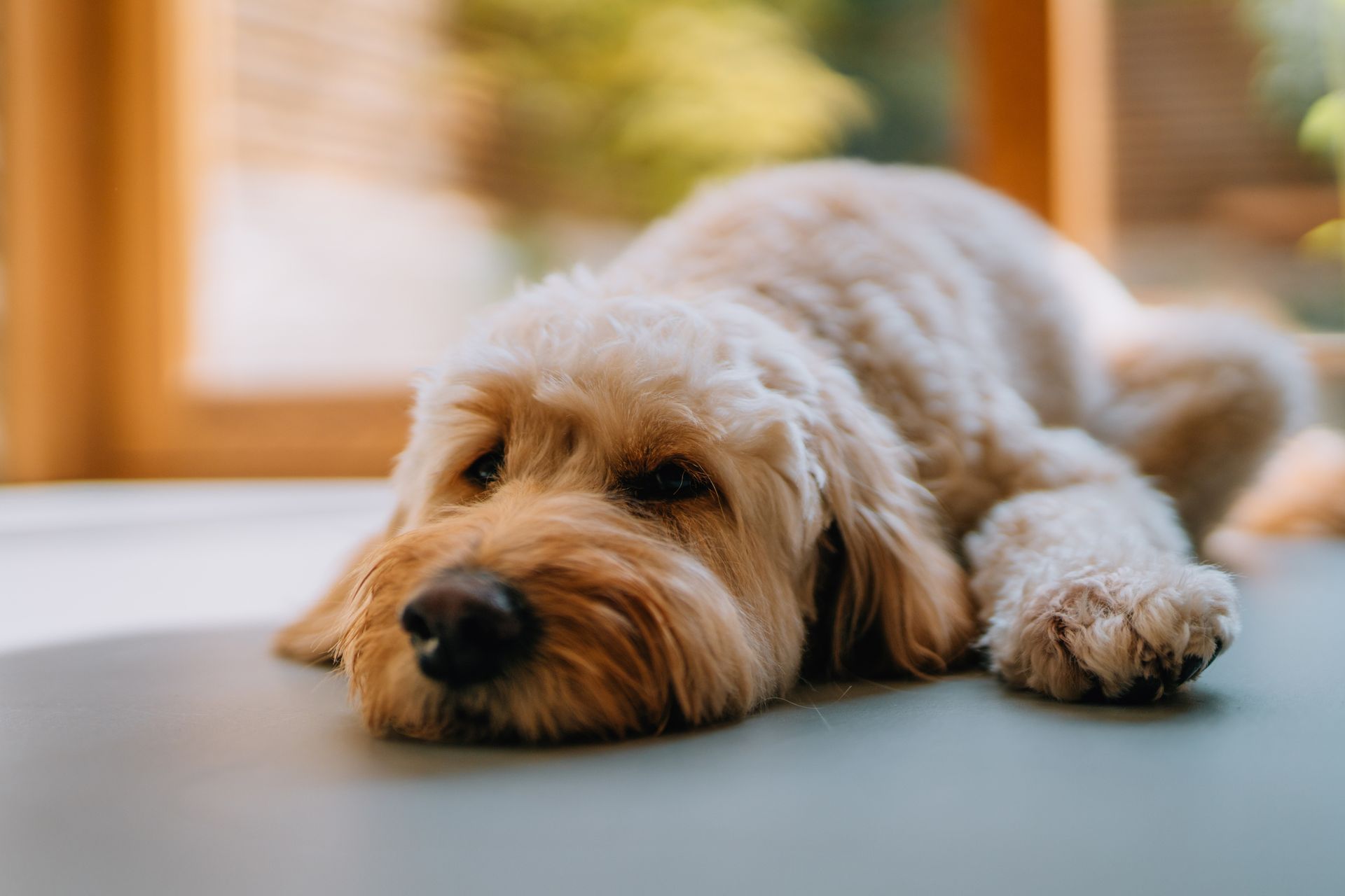 Dog lies calmly on floor with relaxed eyes and gentle posture.