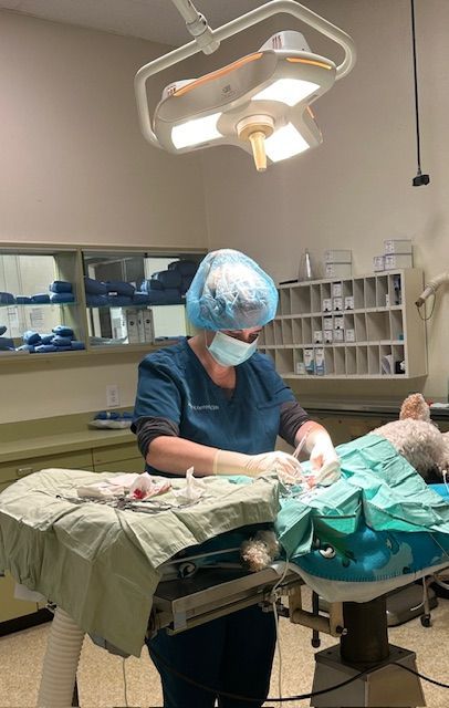 A group of surgeons are operating on a dog in an operating room.