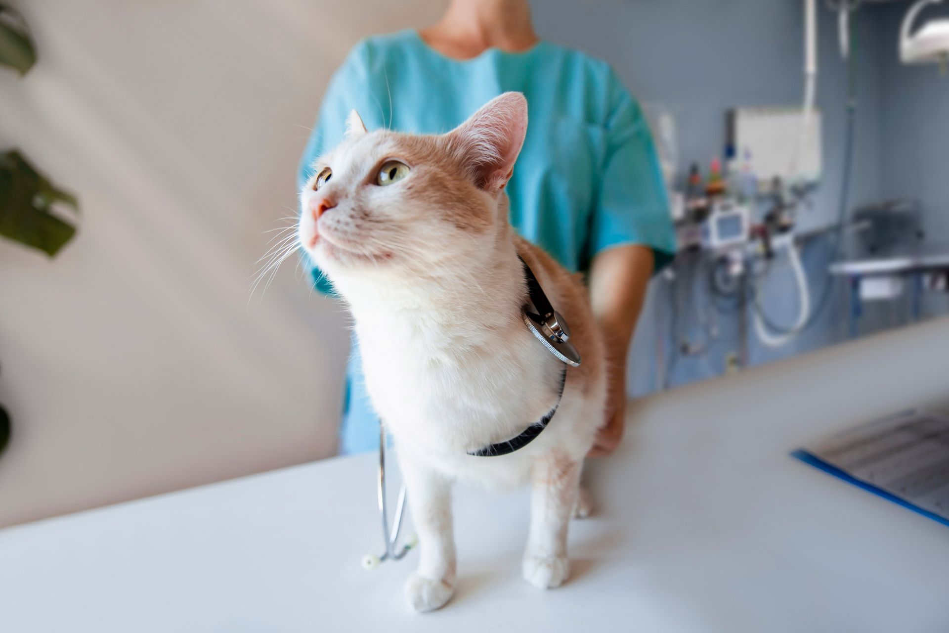 Cat on exam table with a stethoscope during a veterinary check-up.