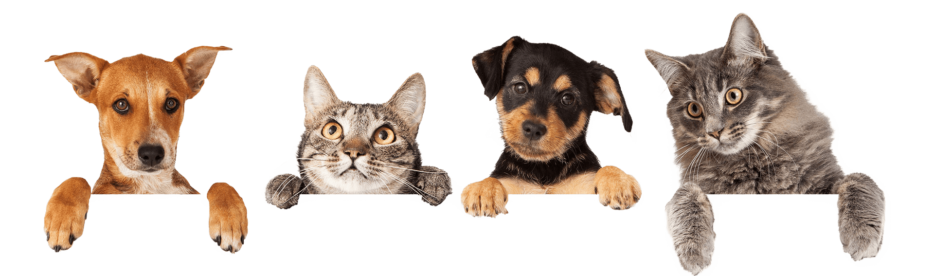 a dog , a cat , and a puppy are peeking over a sign .