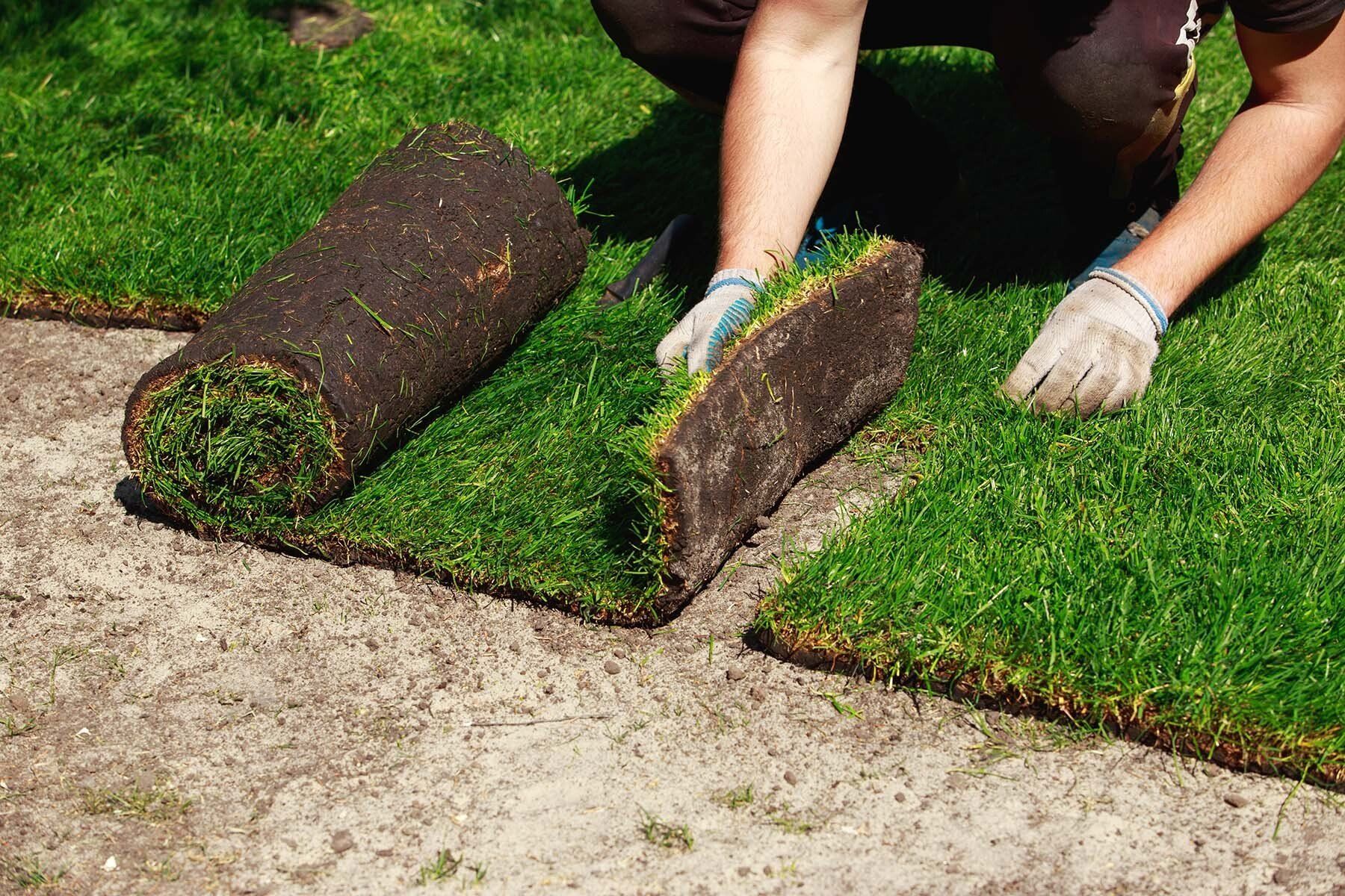 sod savannah ga