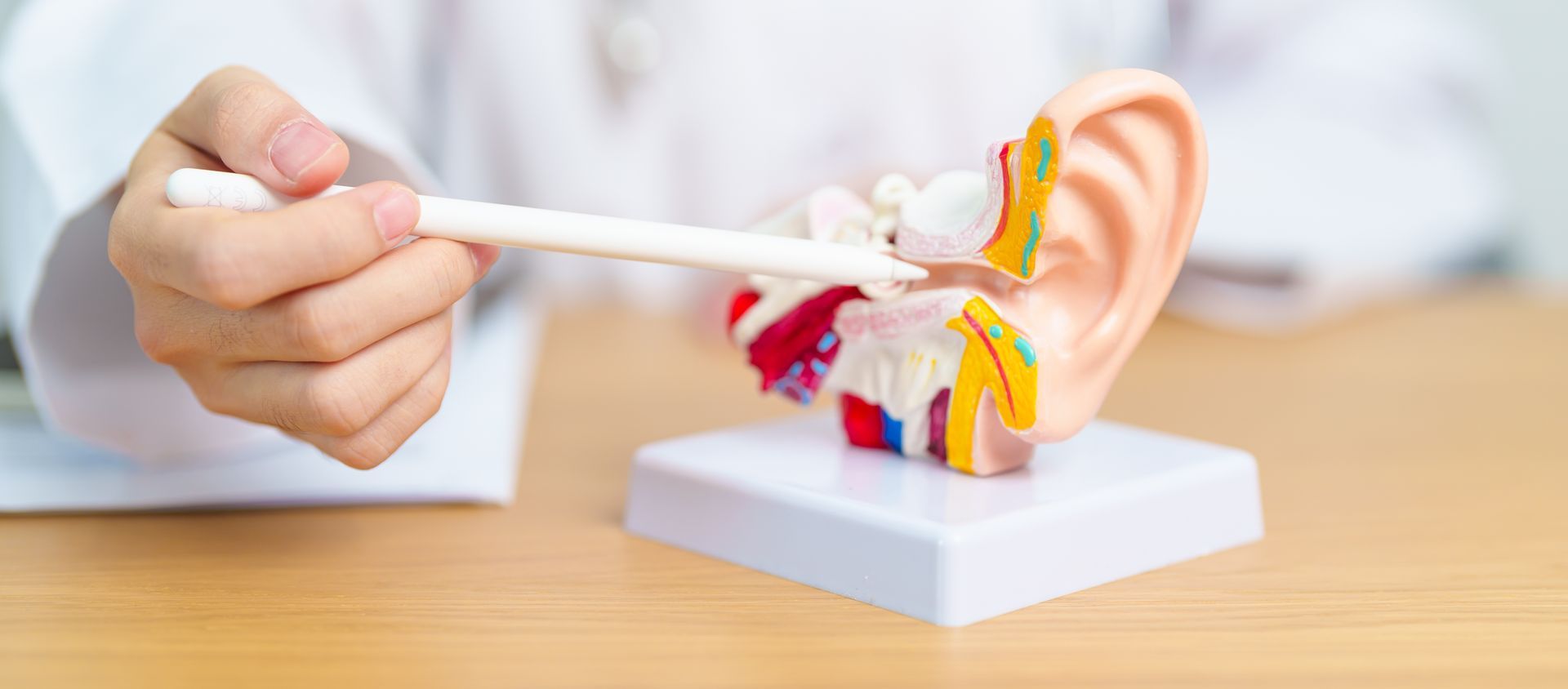 A person in a white coat points at an ear model with a pointer.