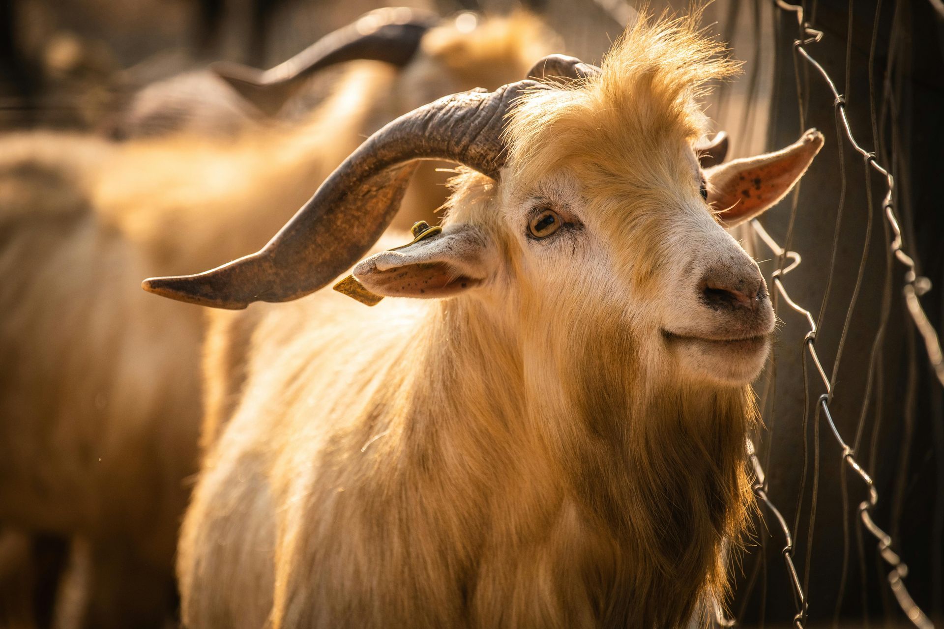 Golden-colored goat with large horns, sunlit, slightly smiling, outdoors.