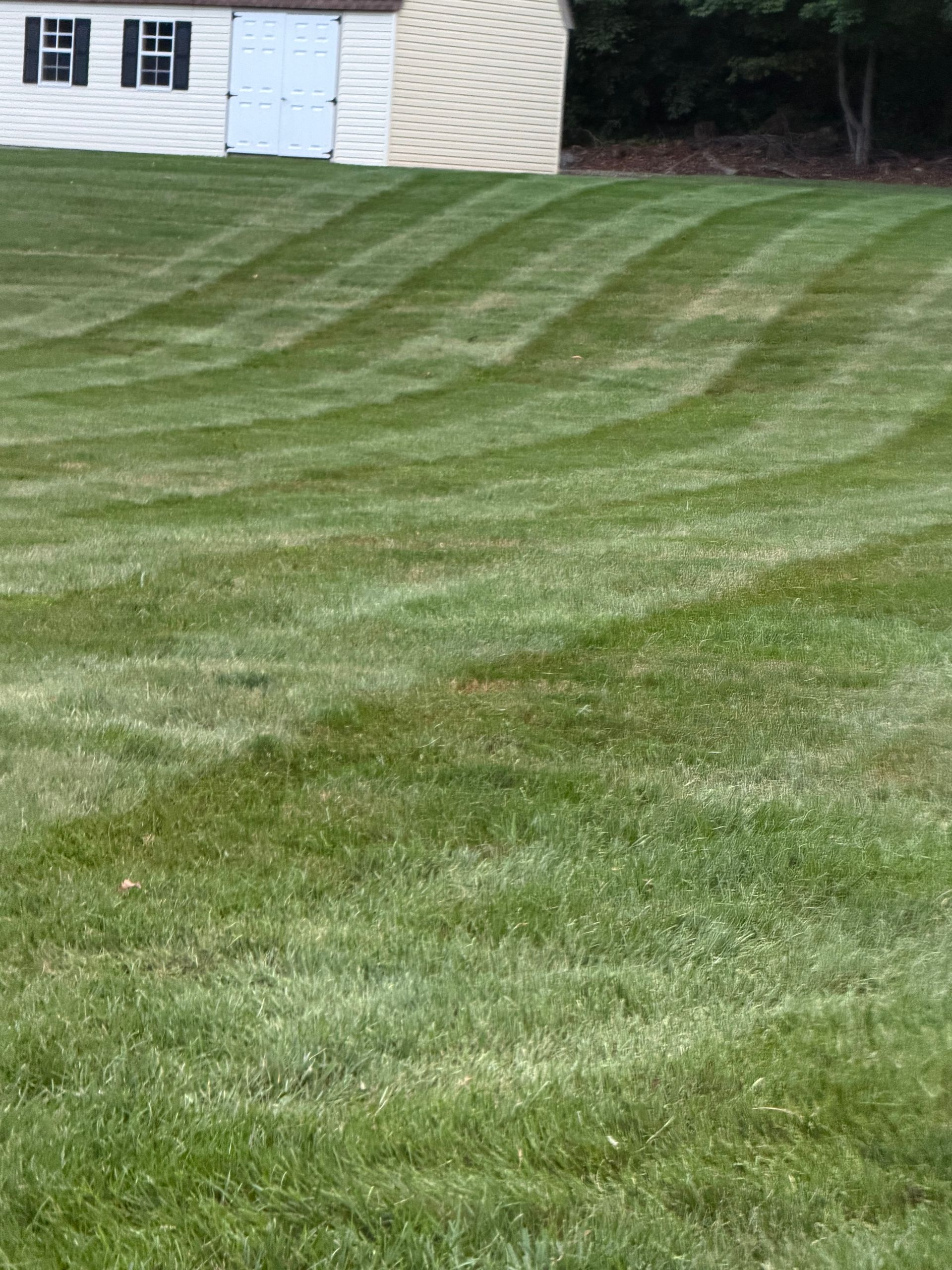 Striped green lawn in front of a white house and shed