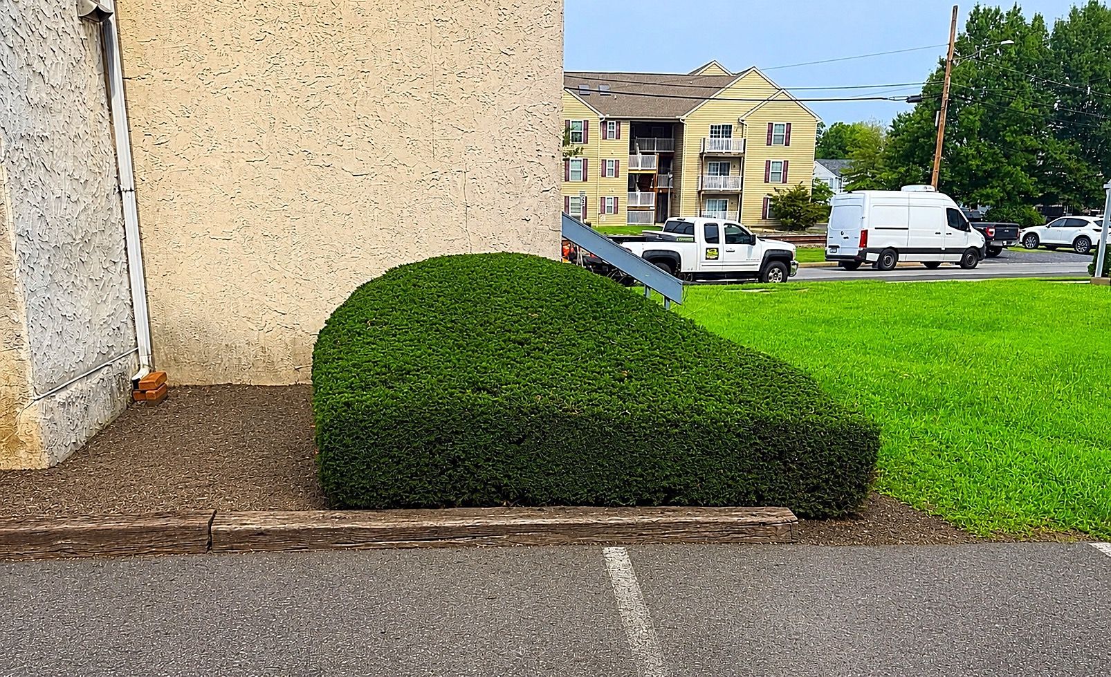 Trimmed green shrub beside a stucco wall, bordering a sidewalk and grassy area with buildings in the background