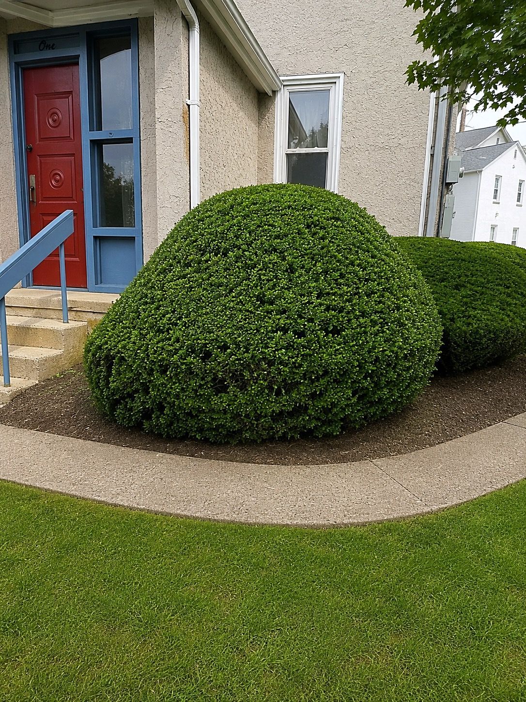 House entrance with red door, blue trim, and neatly trimmed green bushes beside a gravel path