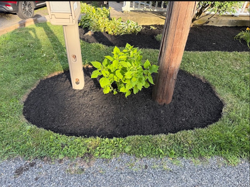 Tree pruning and hedge shaping services in Coopersburg PA