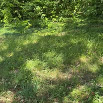 Sunny grassy clearing with patches of shade beside dense green trees.