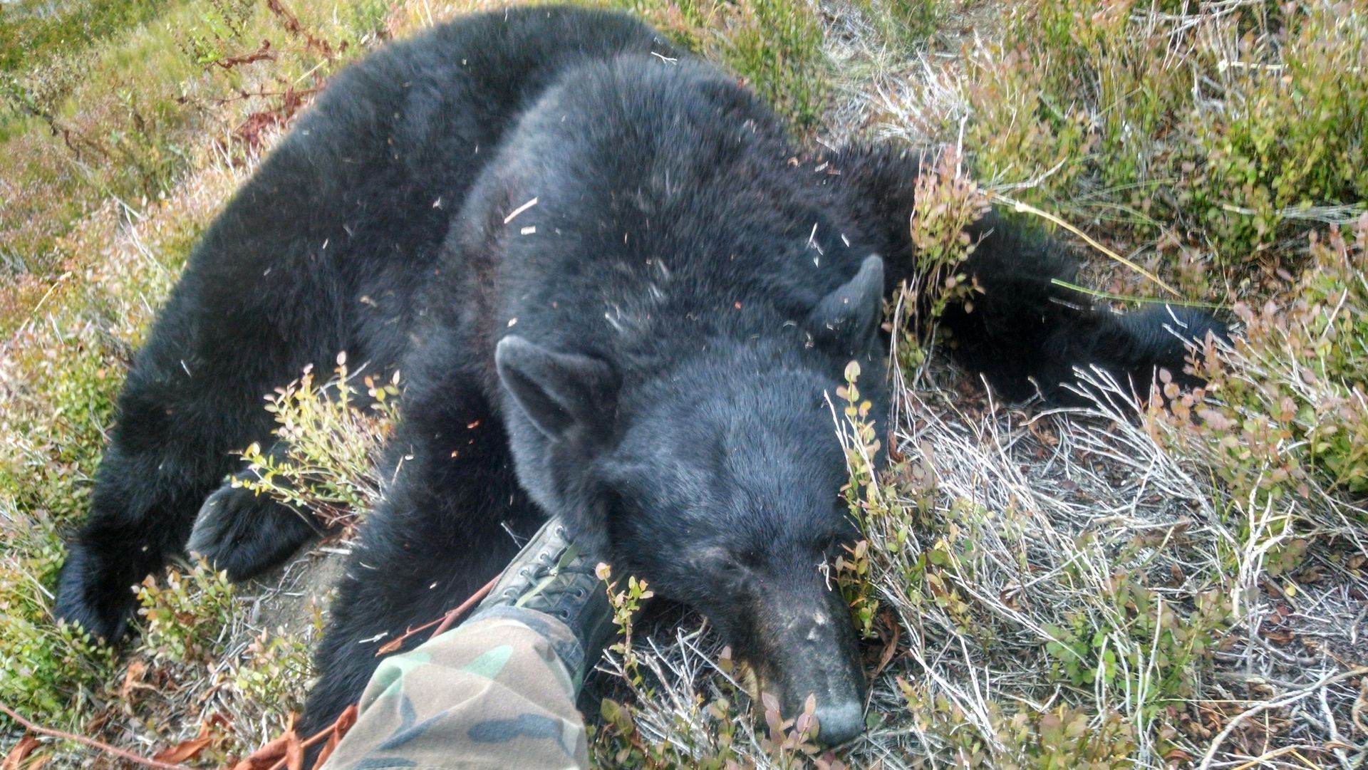Spring Bear Hunt