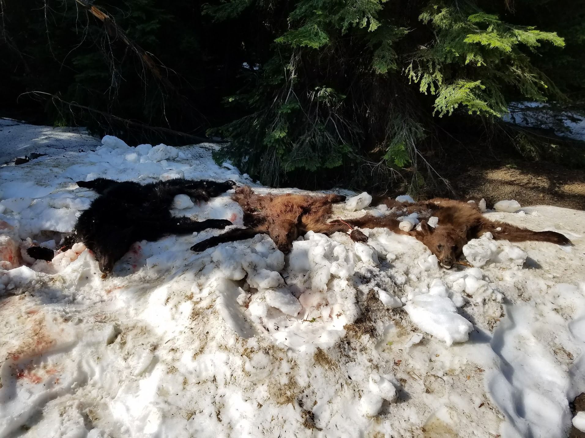 Fall Bear Hunt