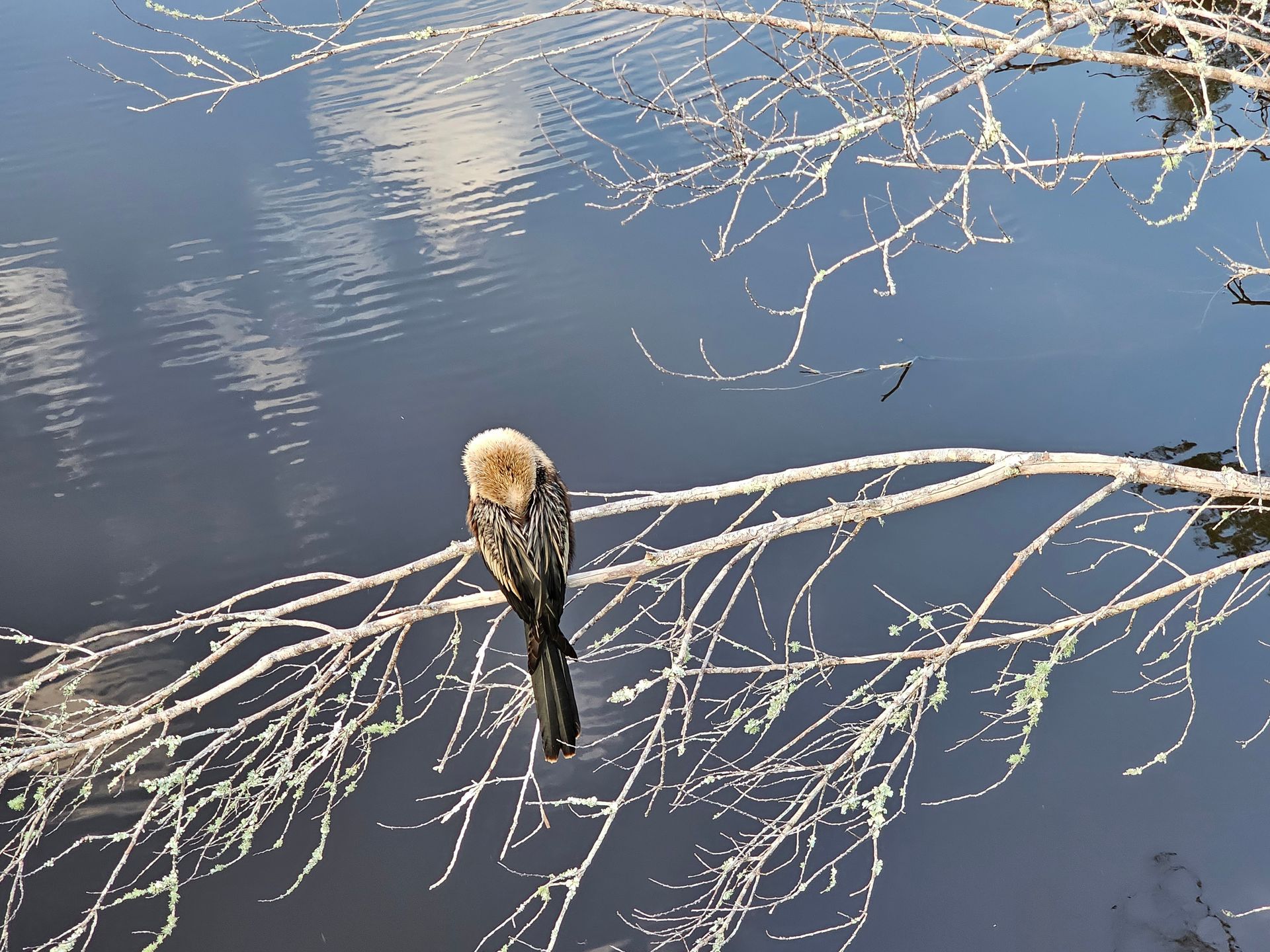 A bird perched on a branch overlooking a body of water
