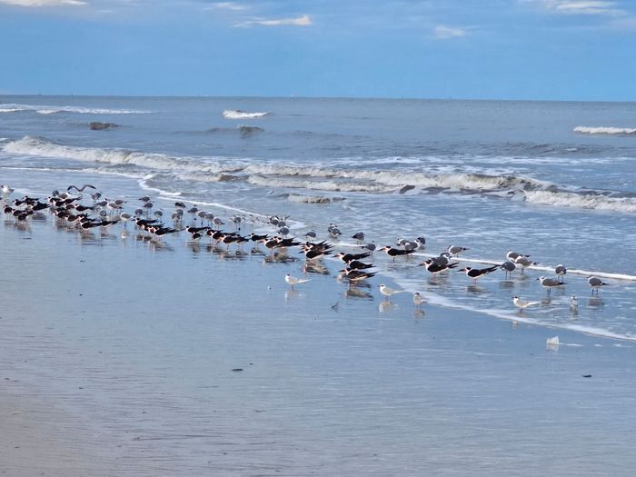 sea birds in the water