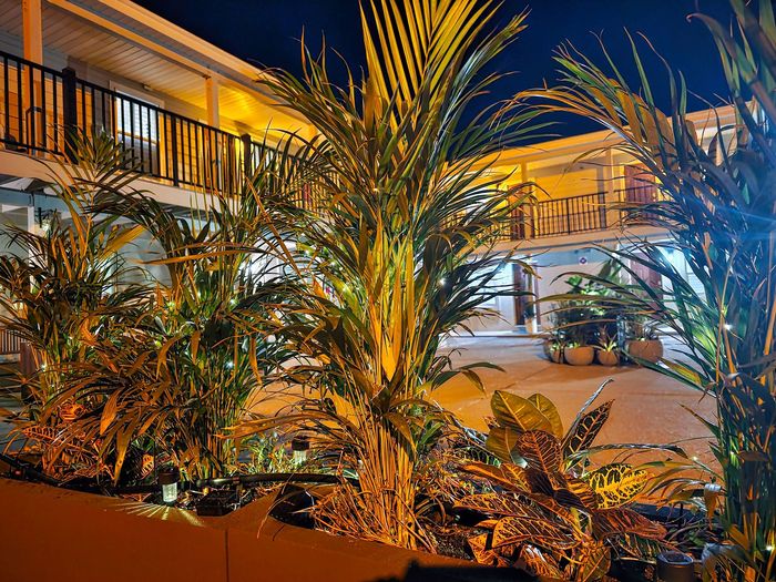 A palm tree is lit up in front of a building at night at the Beach 5 Villas in Fernandina beach, FL