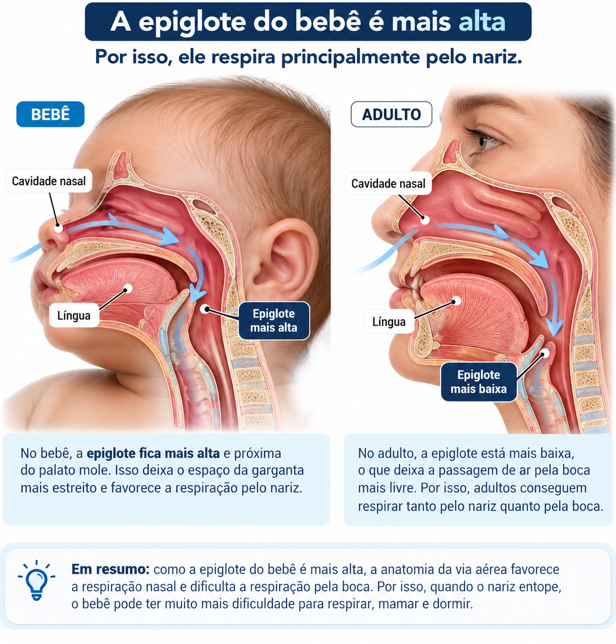 Mostra a diferença entre a posição da epiglote na criança e no adulto, e como isso influencia a respiração nasal.