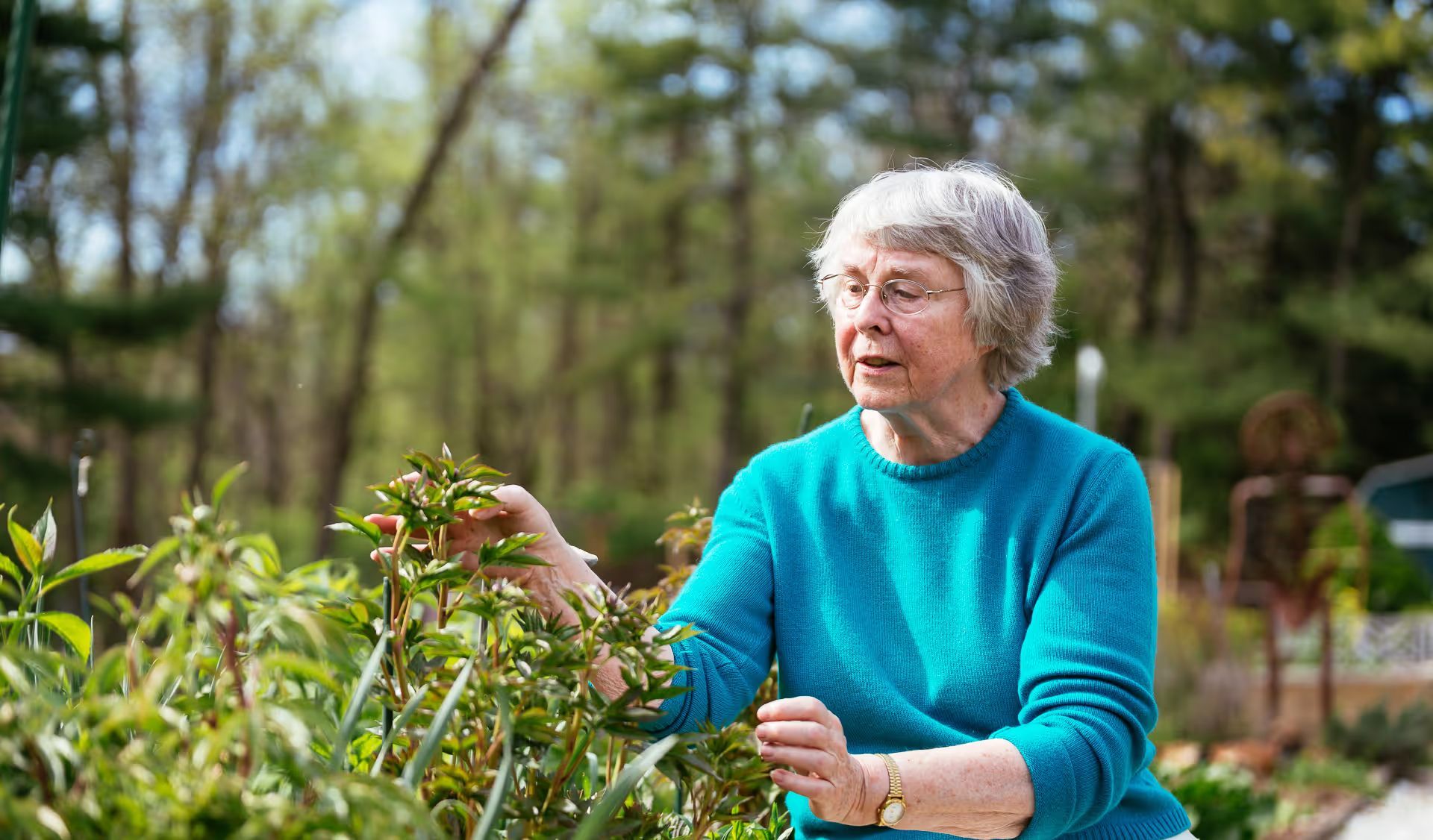 An elderly woman in a blue sweater is looking at plants in a garden.