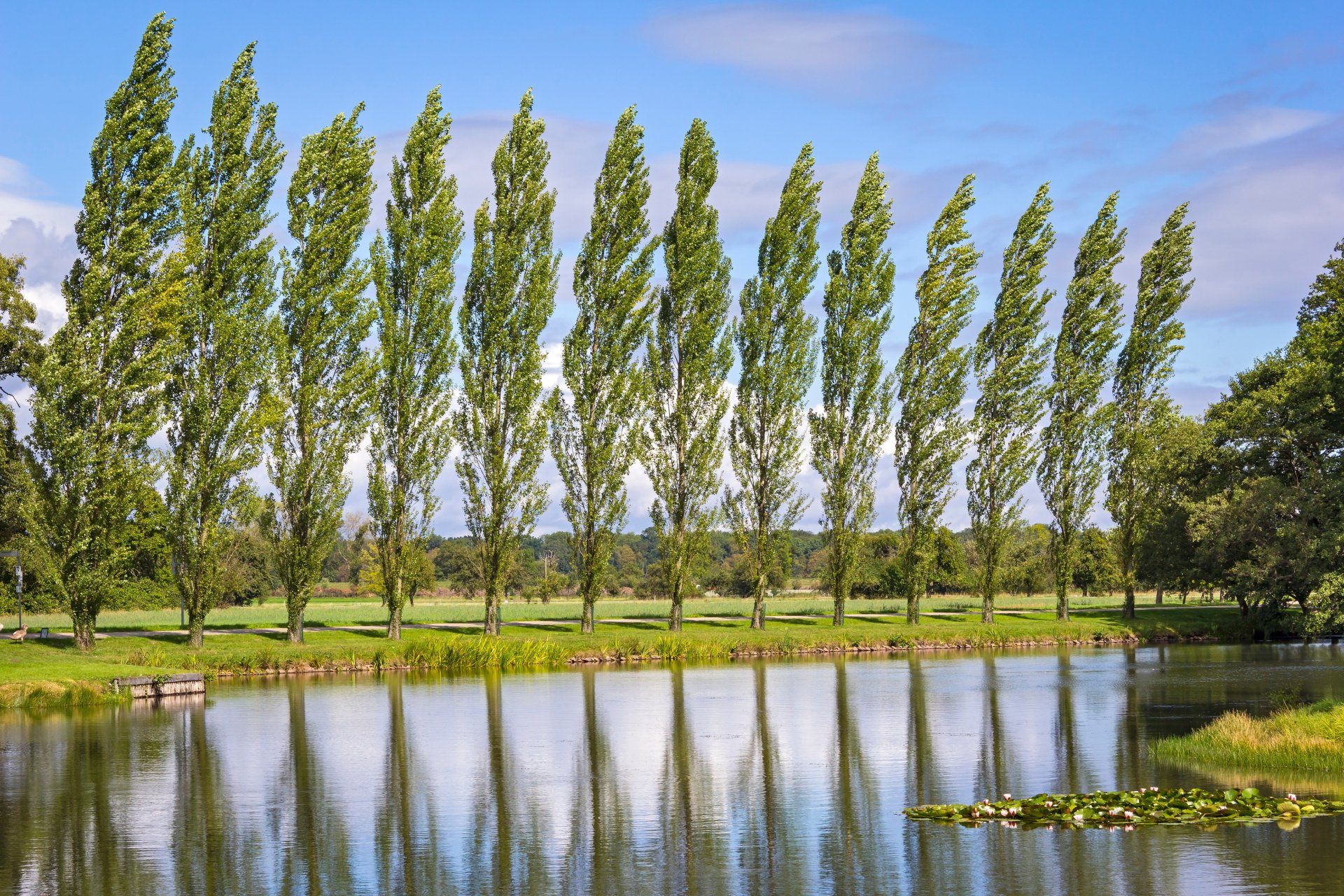 Native Trees of Ohio