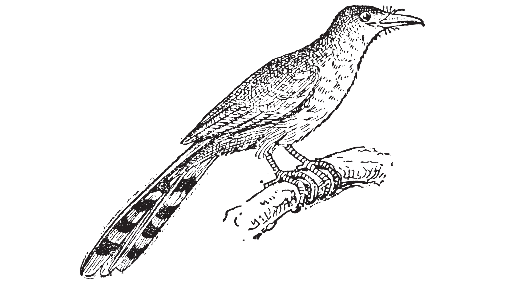 An old ink drawing . etching of a bird with beautiful, long tail feathers sitting on a branch.