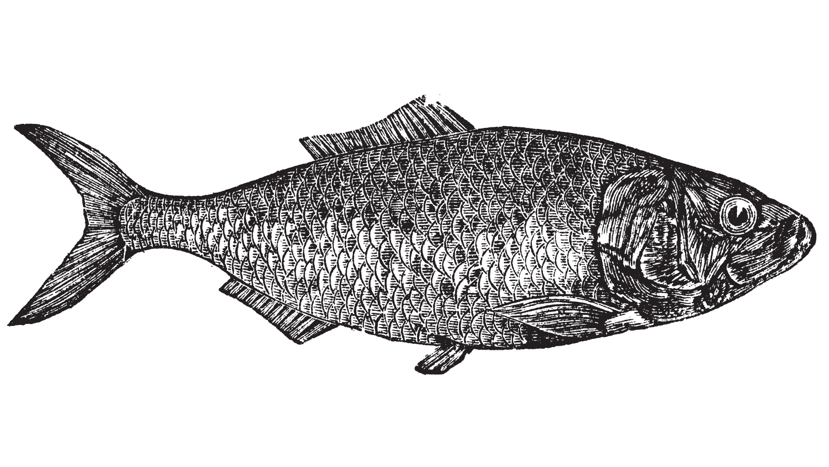 An old timey ink etching of a fish.