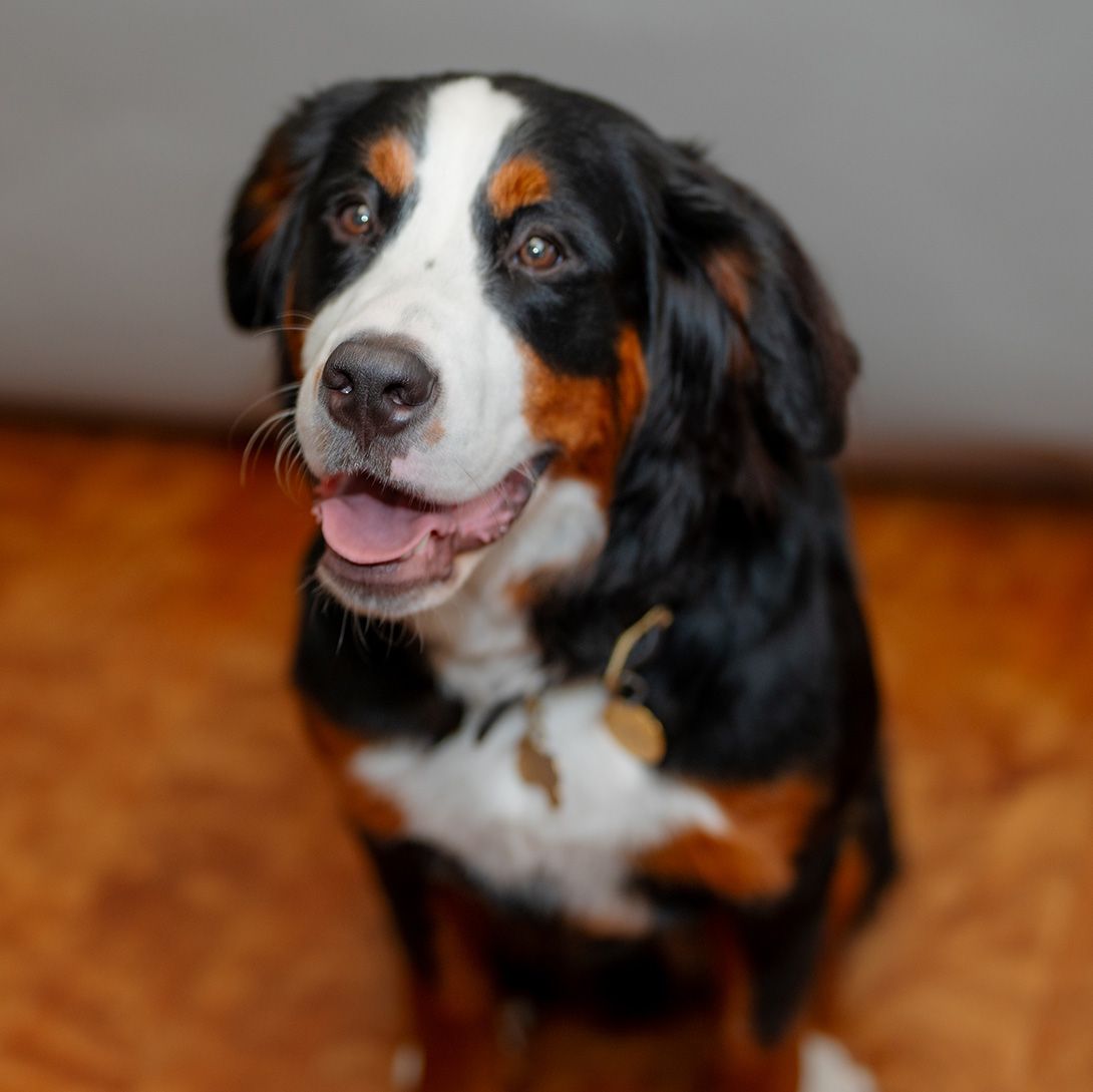 A brown and white dog is sitting on a wooden floor and looking at the camera.