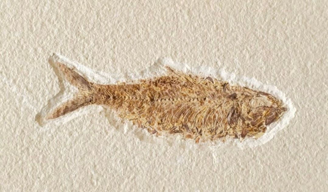 Fossil of a fish embedded in a light-colored rock. The fish is brown and detailed.