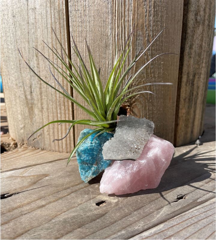Air plant in front of wooden background, held in place by blue, gray, and pink rocks.