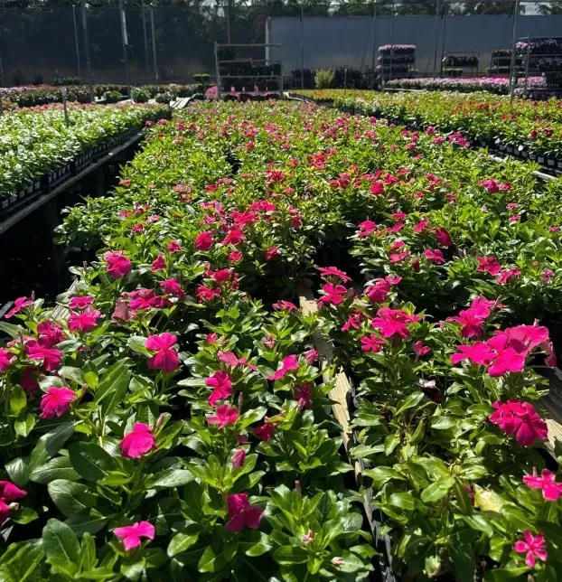 container planting installations in fort myers fl