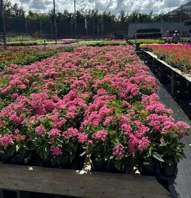 container planting services in fort myers fl