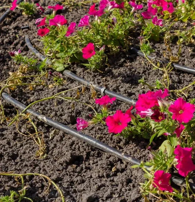expert drip irrigation installation