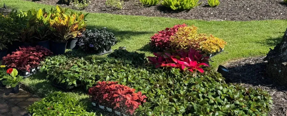 ground cover plants for erosion control in southwest florida