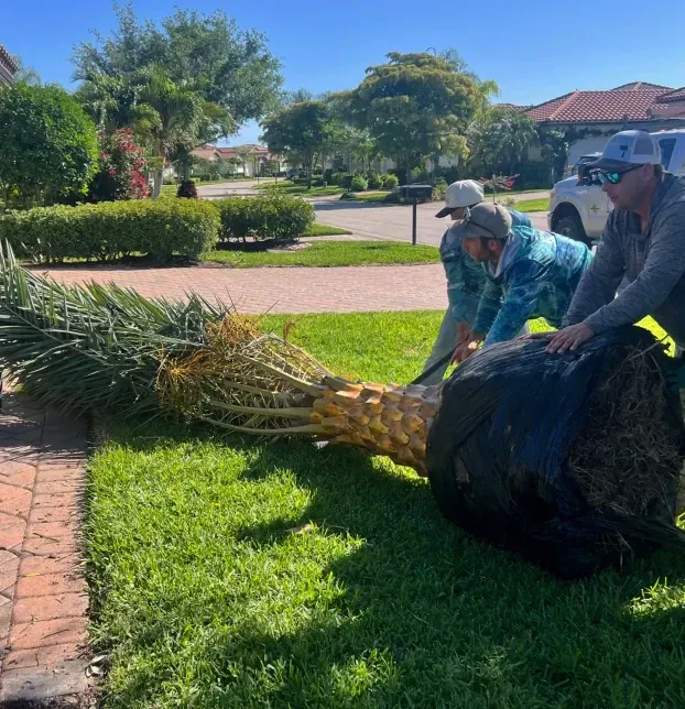 palm tree installation in fort myers fl