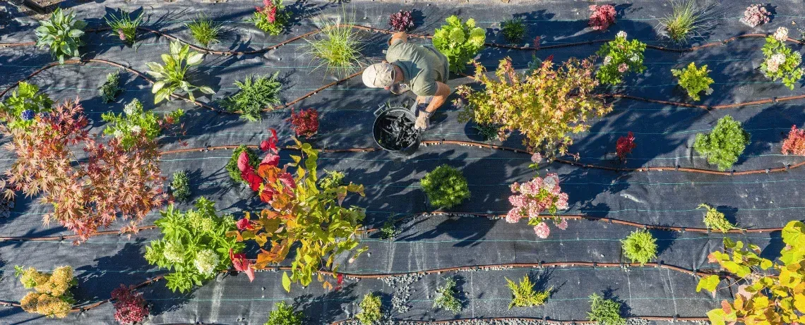 popular plants fort myers landscape designs
