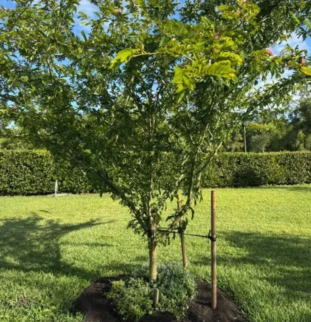 tree installation in fort myers fl