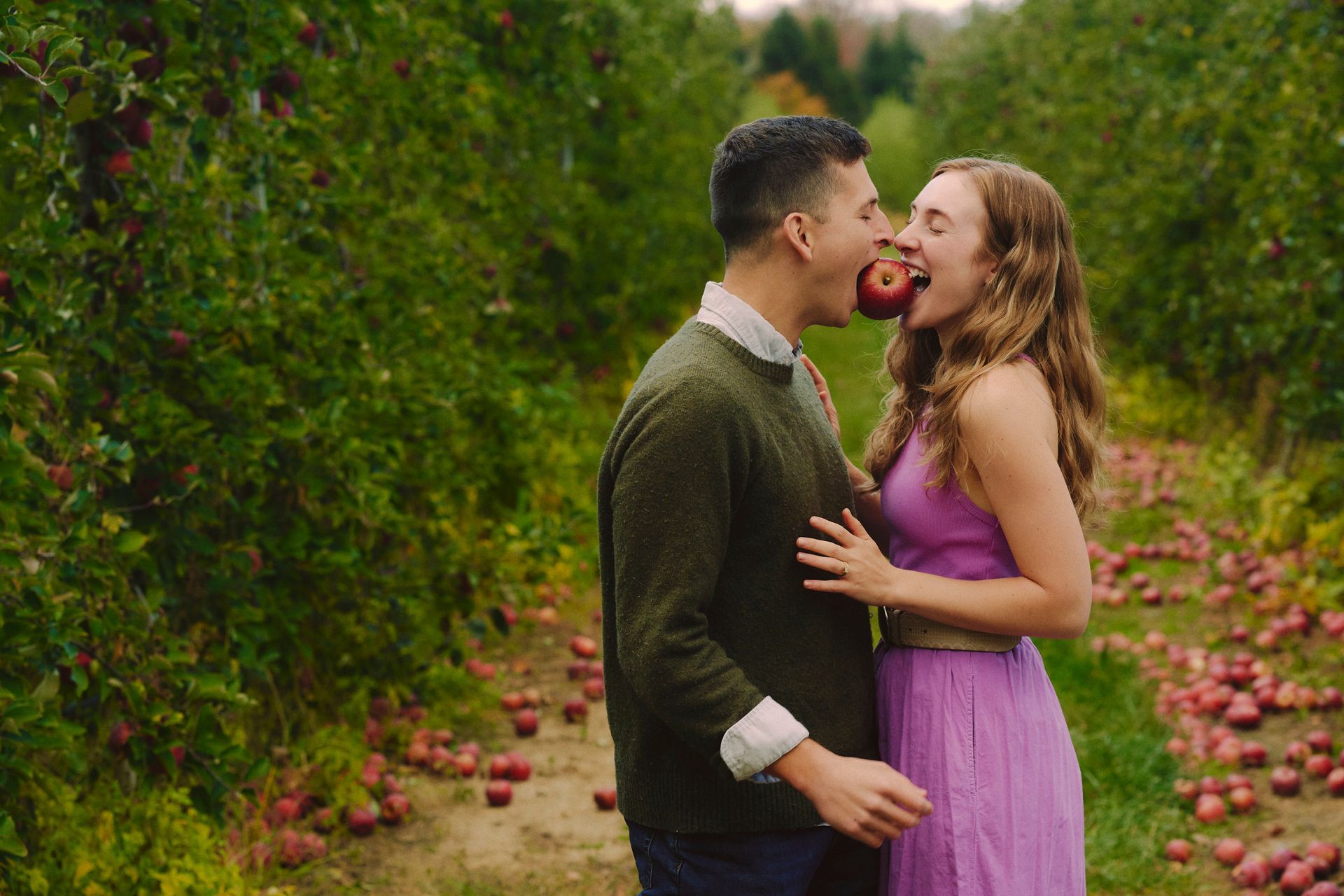Couple in an apple orchard sharing an apple. Man wears green sweater, woman in a purple dress.