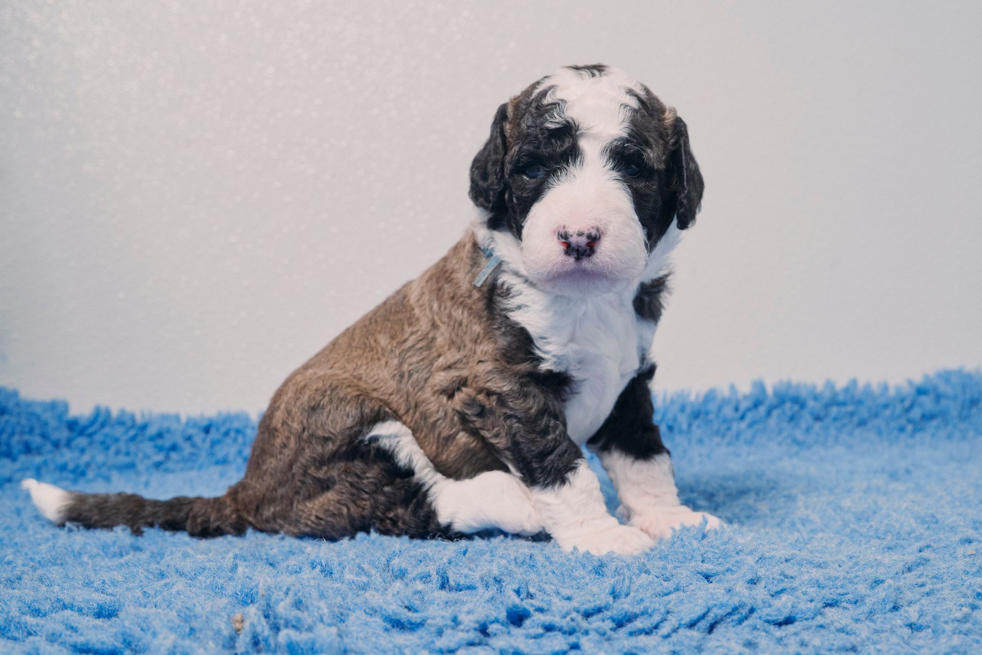 A brown and white puppy is sitting on a blue carpet.