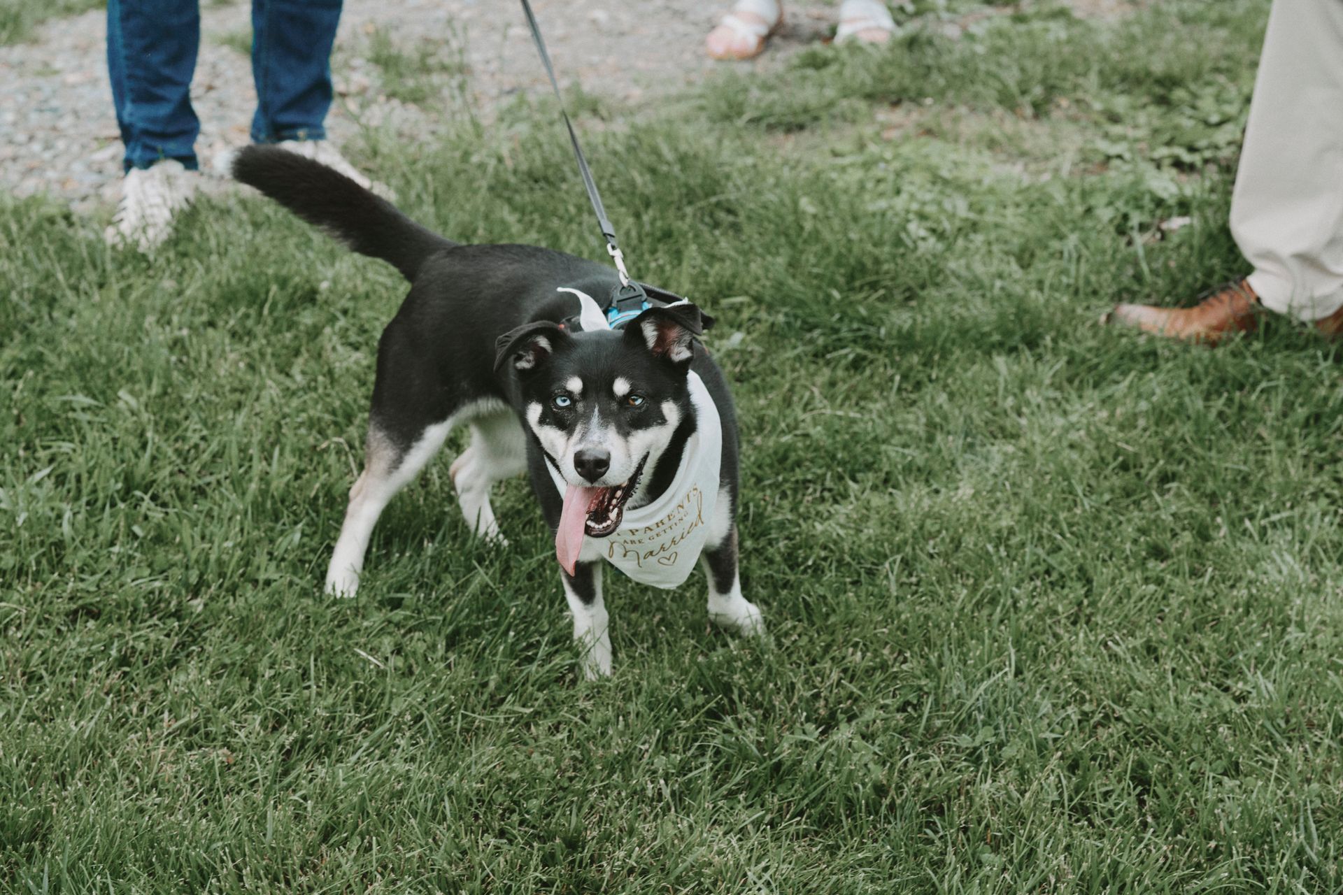A black and white dog is walking on a leash in the grass.