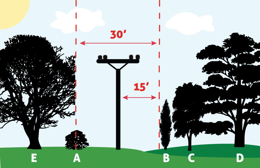 Utility pole centered between trees with 30' and 15' measurement labels and dashed red guide lines