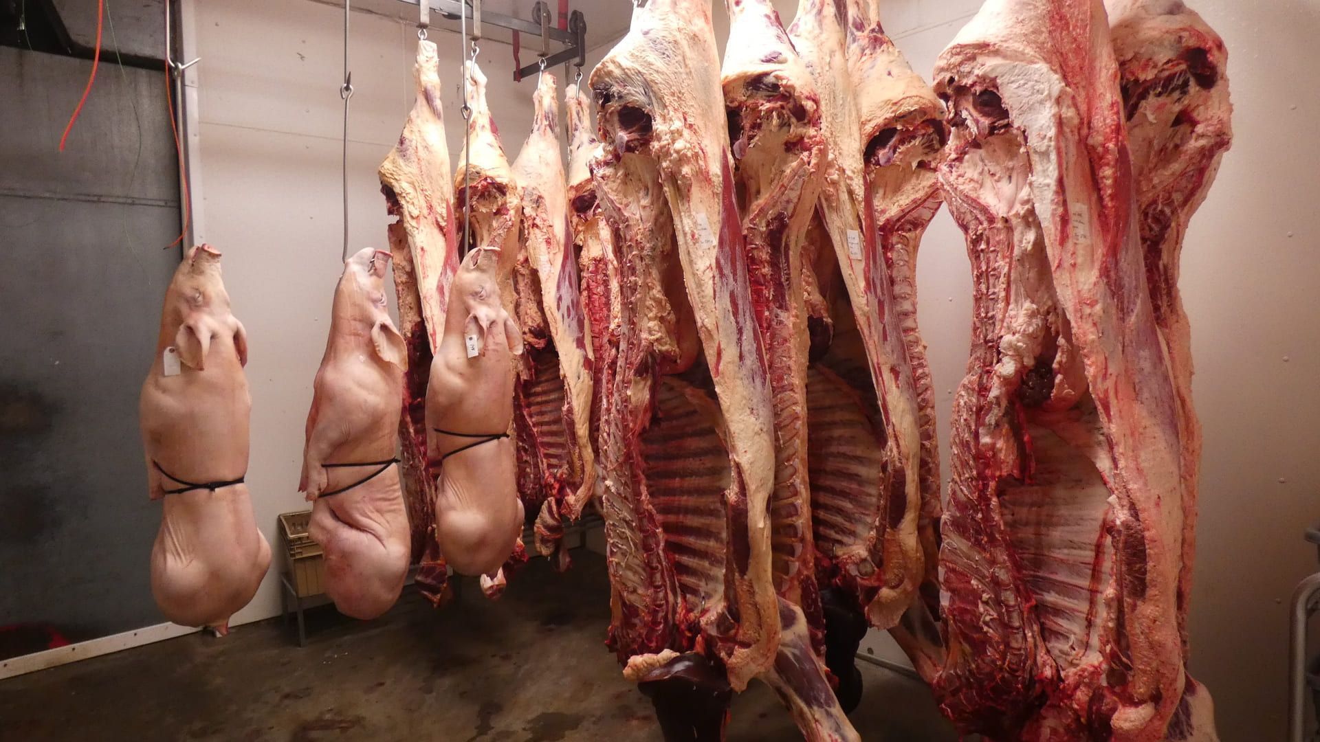 Kelley Meats 20