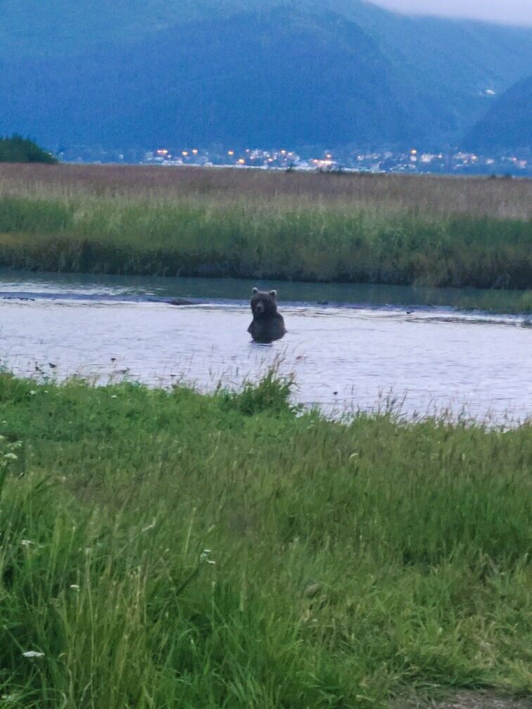 A dark-furred bear stands in the middle of a calm river with grassy banks and distant mountains in the background.