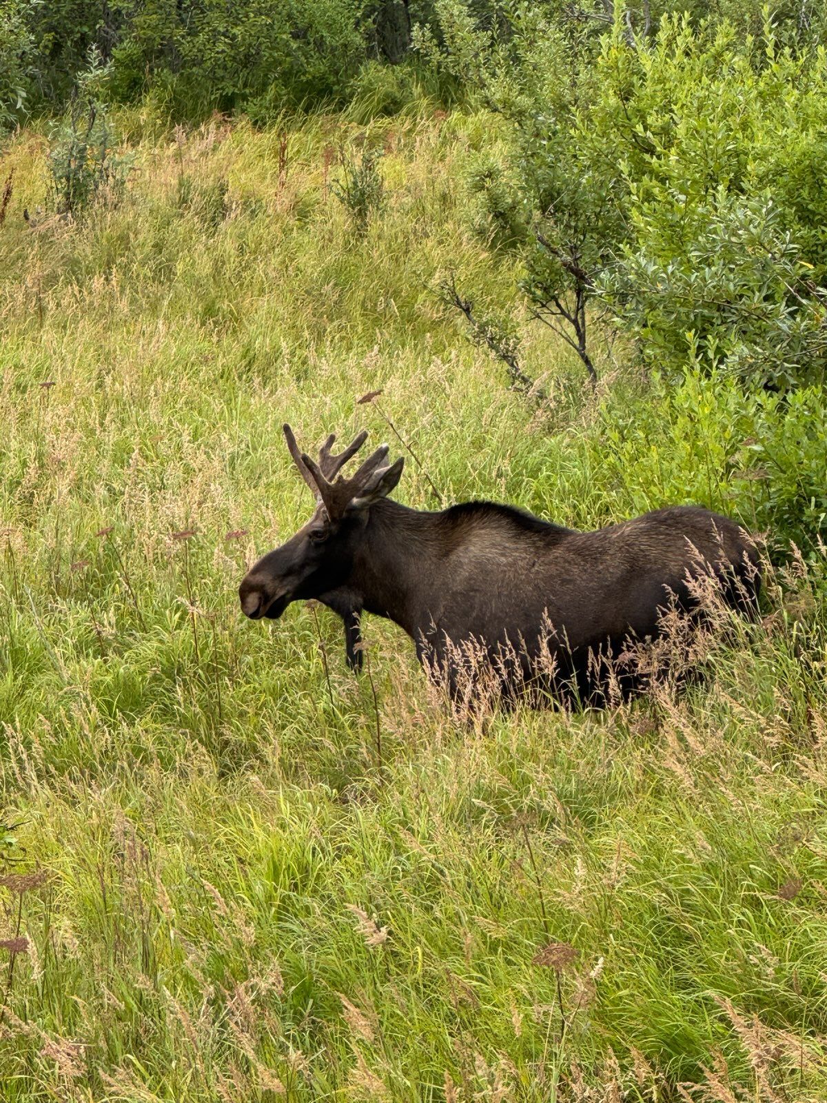 A dark brown moose stands in a grassy, sunlit field bordered by green bushes.