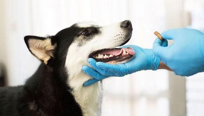 CLÍNICA VETERINARIA EN PLAZA VIPS  -  VACUNAS